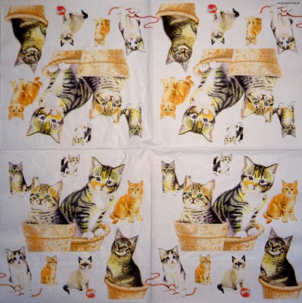 KAT-375 Katzen - 3-lagig - Ambiente